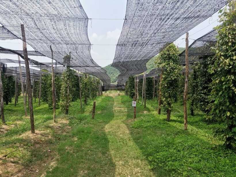 Kampot Pepper Farm Tour: Salt Fields, La Plantation & Cave - What the $21 price really includes