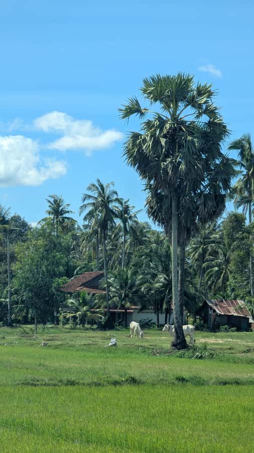 Kampot Private Tour: Pepper Farm, Salt Field & Secret Lake - Why this countryside ride works so well
