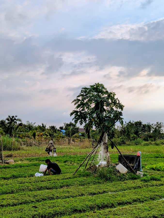 Kampot Private Tour: Pepper Farm, Salt Field & Secret Lake - What the guides add to the day