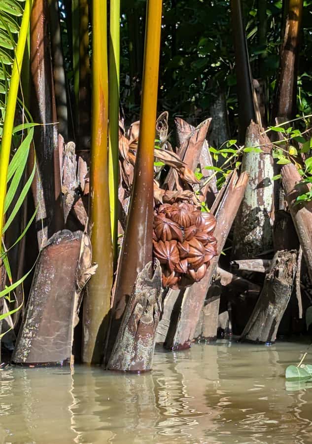 Kampot's Countryside & Kayak Tour, Pepper Farm include Lunch - Kayaking through the Green Cathedral