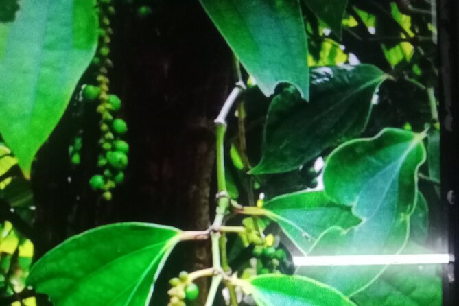KAMPOT TRAVEL-Pepper farm. Cave.Secret lake-Crab market & Salt... - Salt fields and an easy stop to miss