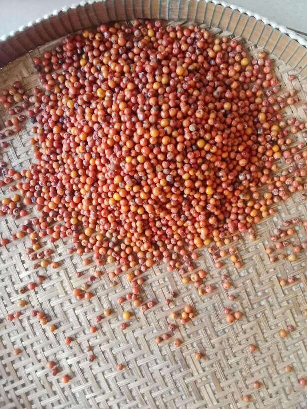 Kampot: Tuk Tuk Trip to Pepper Farm, Kep, Crab Market & More - Salt fields: a practical start to the day