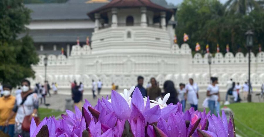 Kandy privet day tour with pinnawala and Tea plantation - Traditional dance, Kandy Lake, and flexible planning