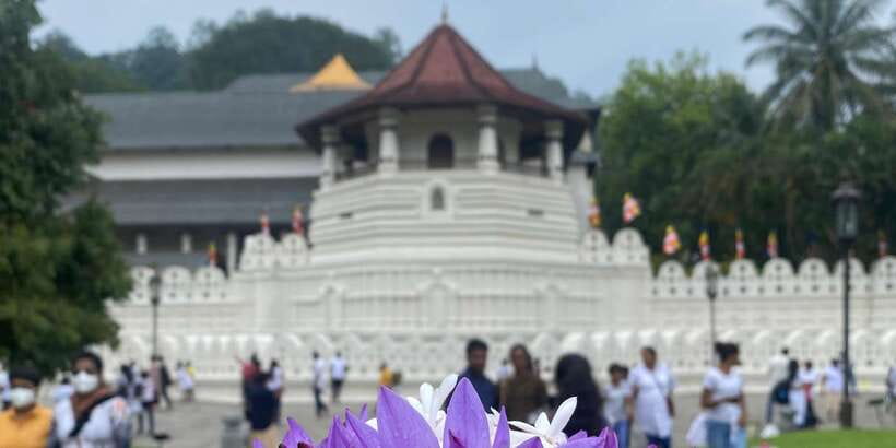 Kandy privet day tour with pinnawala and Tea plantation - Pinnawala and the question of elephant tourism