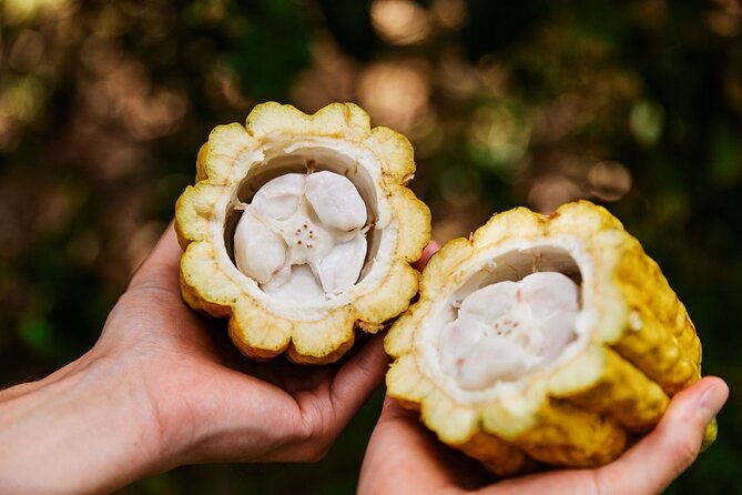 Kauai Chocolate Farm Tasting Tour - How the chocolate lesson works