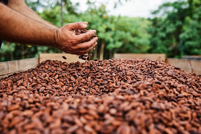 Kauai Chocolate Farm Tasting Tour - Is $145 a fair price?
