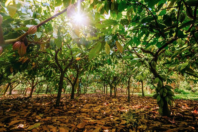 Kauai Chocolate Farm Tasting Tour - Practical details that affect your day