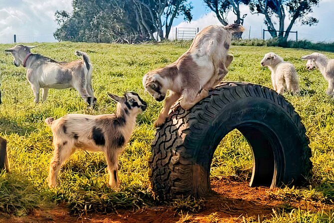 Kauai Private Baby Farm Animal Experience & Micro Dairy Immersion - What the 50-minute visit feels like