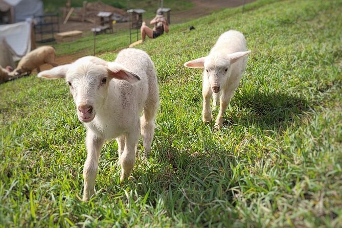 Kauai Private Baby Farm Animal Experience & Micro Dairy Immersion - Who will enjoy this Kauai farm visit?