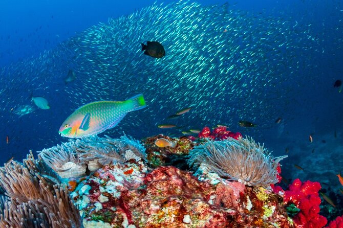 Kayak & Snorkel Champagne Bay, Farm Visit & Hot Springs Soufriere - The Coulibri farm visit