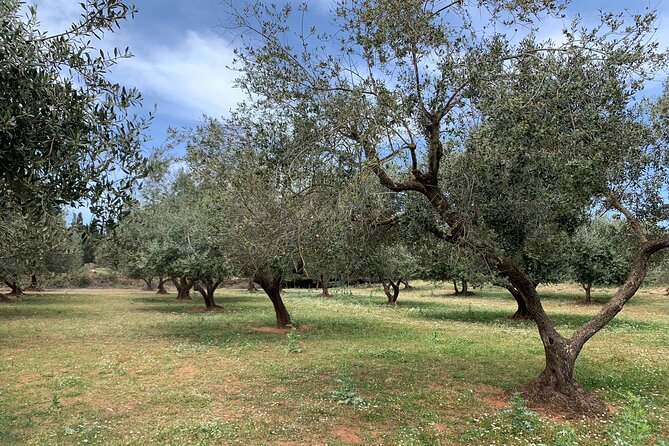Kefalonia Farm Tour on E-Bikes - Riding south through olive groves and old vineyards