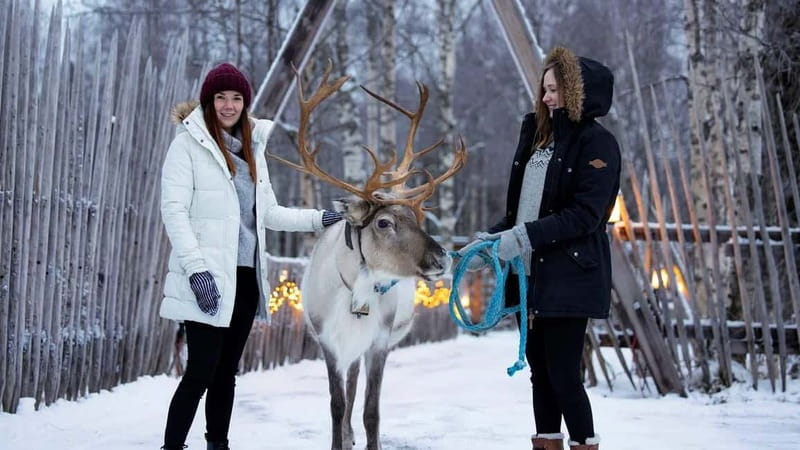 Kemi-Tornio: Reindeer farm experience - Key points to know before booking