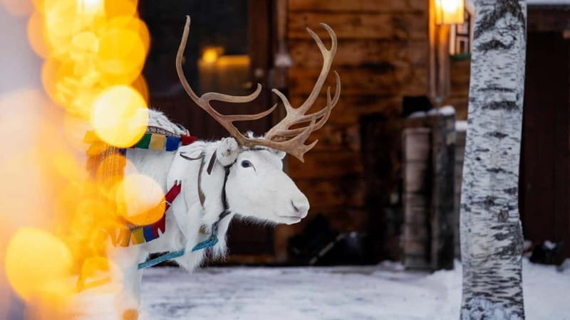 Kemi-Tornio: Reindeer farm experience - Meeting the reindeer near Kemi