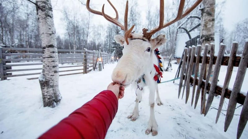 Kemi-Tornio: Reindeer farm experience - Trying the Suopunki lasso