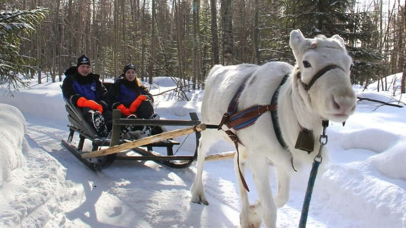 Kemi-Tornio: Reindeer farm experience - Feeding reindeer and learning the local routine