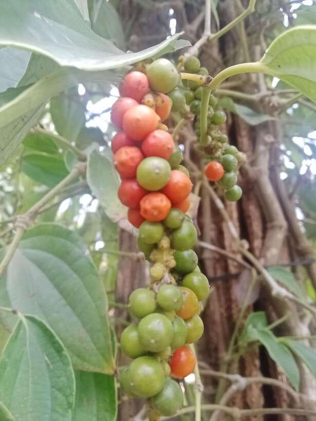 Kep town: Local tuk tuk to Countryside & Pepper farm - La Plantation and the taste of Kampot pepper