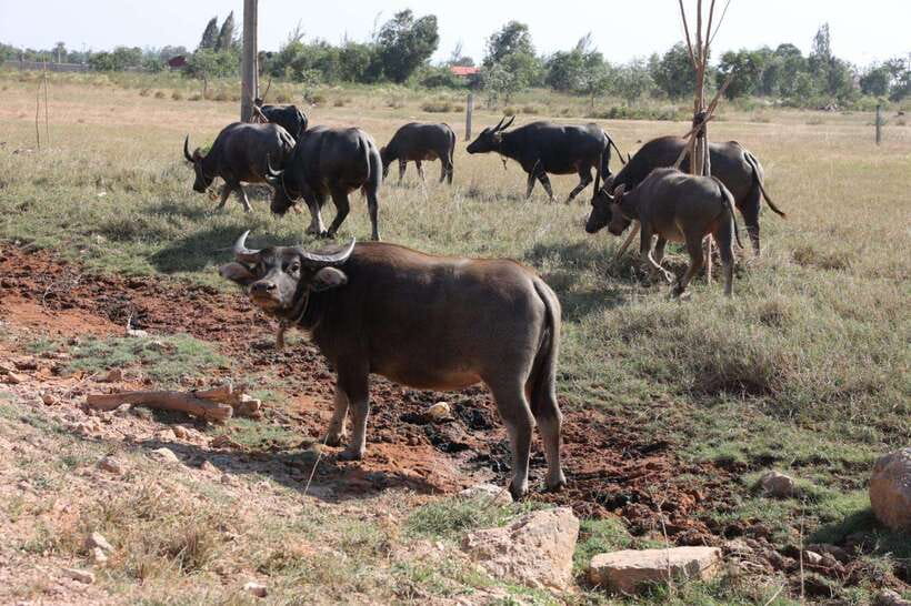 Kep town: Local tuk tuk to Countryside & Pepper farm - Who will enjoy this tour most