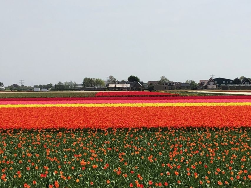 Keukenhof, Tulip Farm, Flower Fields & Windmills - Who should book this day out?