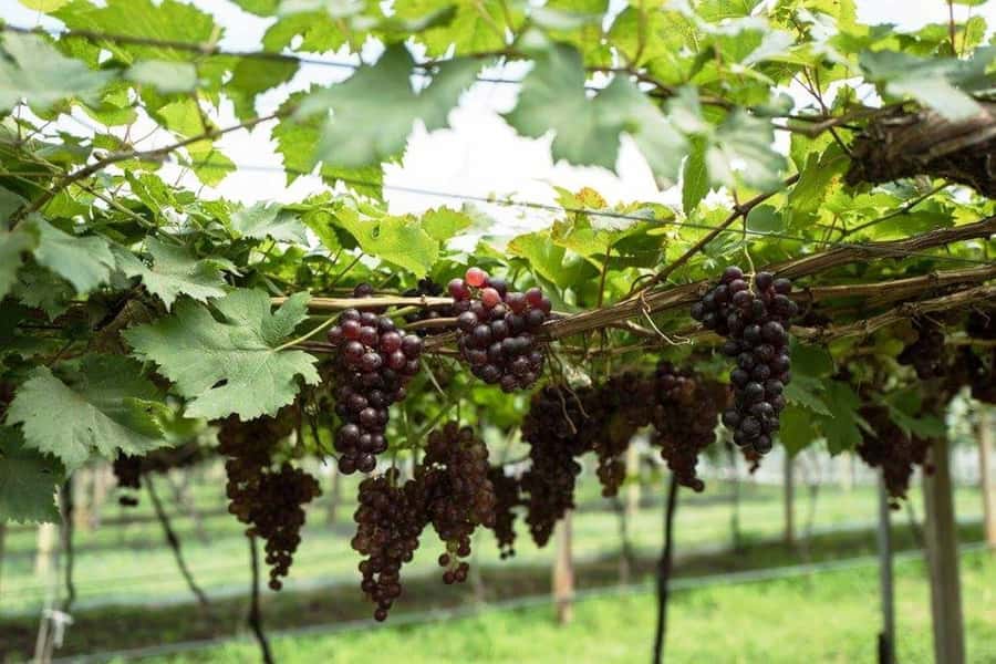 Khao Yai Vineyard Tasting Tour & Horse Farm Visit - Who will enjoy this day most?
