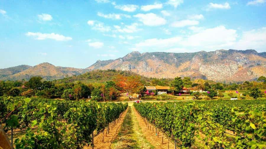 Khao Yai Vineyard Tasting Tour & Horse Farm Visit - Leaving Bangkok early for Khao Yai