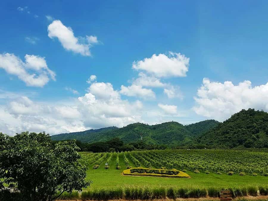 Khao Yai Vineyard Tasting Tour & Horse Farm Visit - Tasting Thai wine in a warm climate