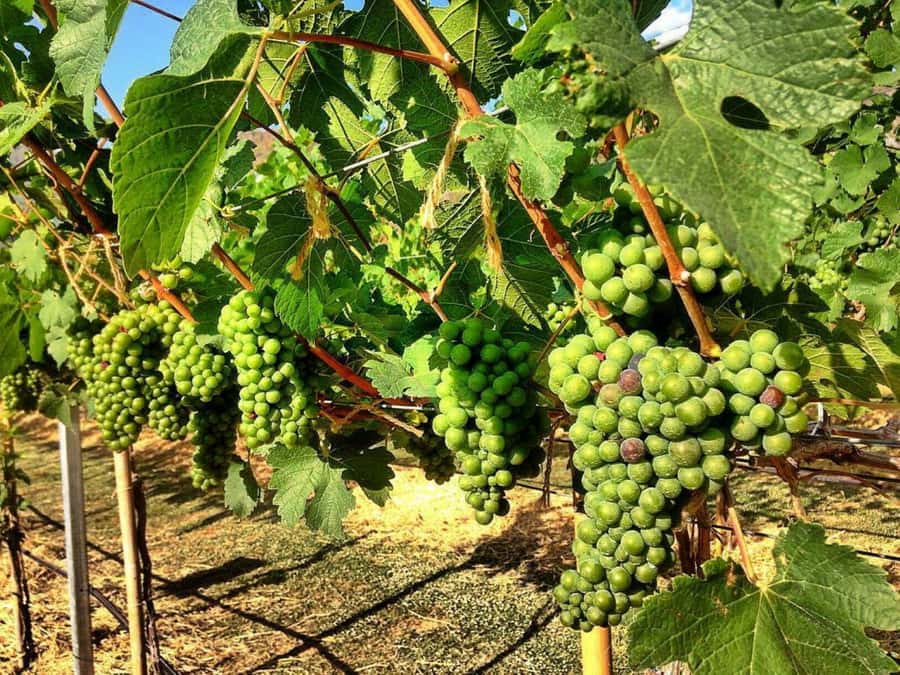 Khao Yai Vineyard Tasting Tour & Horse Farm Visit - What the horse farm actually includes