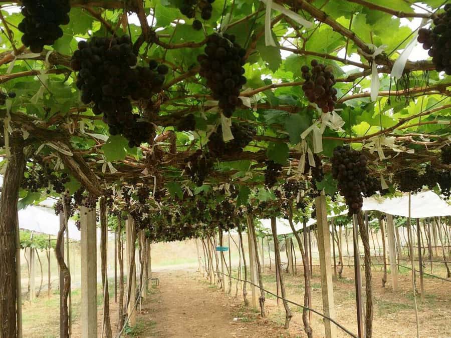 Khao Yai Vineyard Tasting Tour & Horse Farm Visit - The short beginner horseback ride