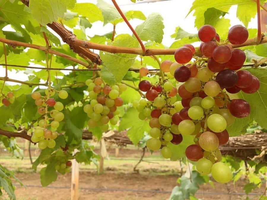 Khao Yai Vineyard Tasting Tour & Horse Farm Visit - Is $189 a fair price?