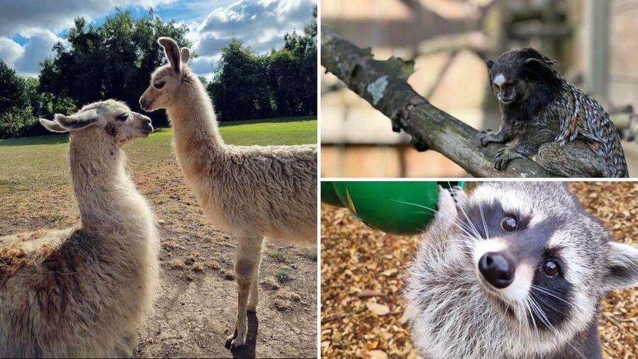 Kildare: Clonfert Farm General Admission Ticket - Meeting donkeys, sheep, and goats