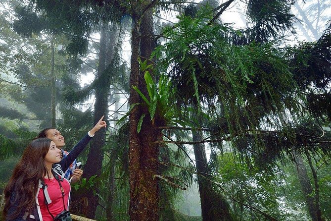 Kinabalu Park Tour with Desa Dairy Farm & Poring Hot Springs - Roads, weather, and what to pack