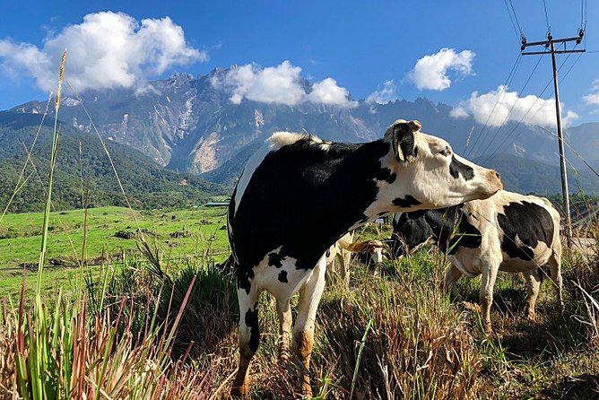 Kinabalu Park With Rumah Terbalik & Desa Cow Farm - Kinabalu Park: the reason to choose this tour