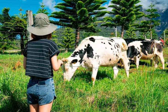 Kinabalu Park With Rumah Terbalik & Desa Cow Farm - What $129.55 covers