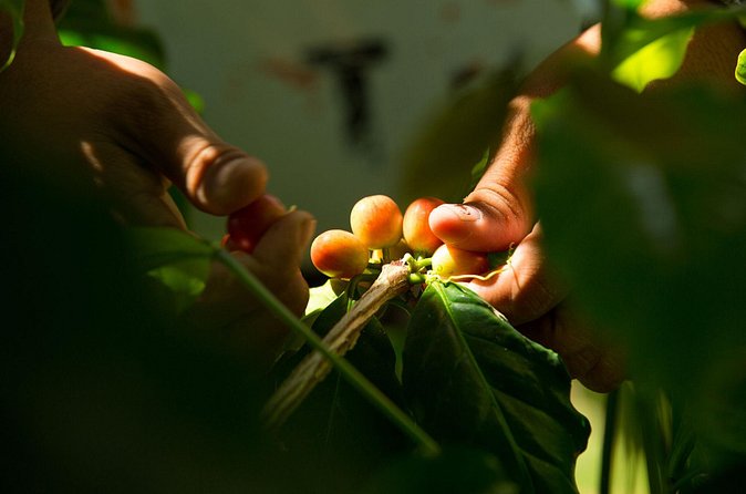 Kona Coffee Tasting: A Farm to Cup Experience - Is $10 a fair price?