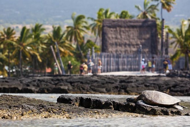 Kona Tour: Bee Farm, Kona Coffee, and National Historical Parks - Big Island Bees: a close look at island honey