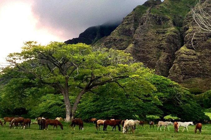 Kualoa Ranch - Horseback Walking Tour - Is $173.74 a fair price?