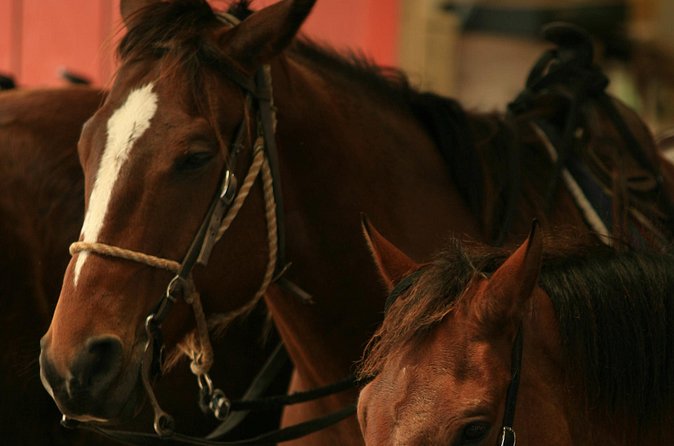 Kualoa Ranch - Horseback Walking Tour - Weather, cancellations, and practical cautions