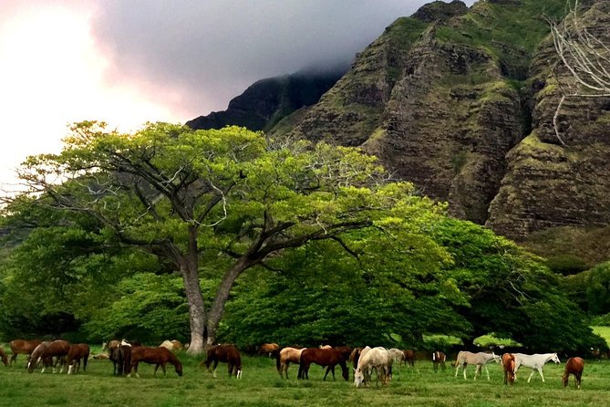 Kualoa Ranch - Horseback Walking Tour - What the two-hour ride feels like