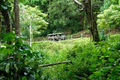 Kualoa Ranch: Jungle Expedition Tour