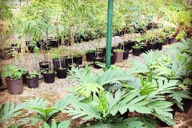 Kualoa Ranch - Kualoa Grown Tour - Tropical flowers, gardens, and plantation views