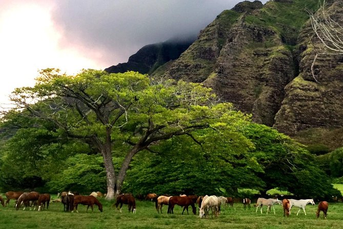 Kualoa Ranch: Novice E-Bike - Is $140.15 a fair price?