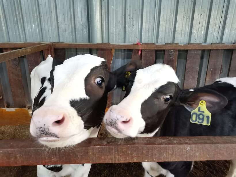 Kundasang : ATV Ride, Dairy Farm Visit & Meal Shared Tour - Key points to know before booking
