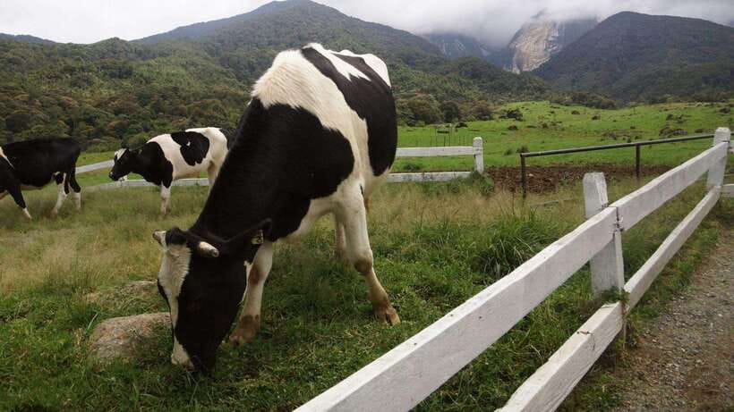 Kundasang: Day Tour with Desa Dairy Farm and Alpaca Club - Alpaca Club adds the day’s sweetest encounter