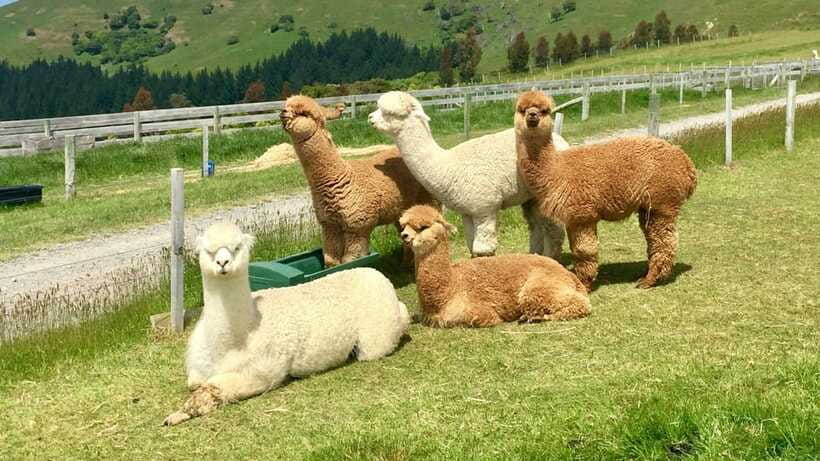 Kundasang: Day Tour with Desa Dairy Farm and Alpaca Club - Sabah City Mosque brings you back to Kota Kinabalu