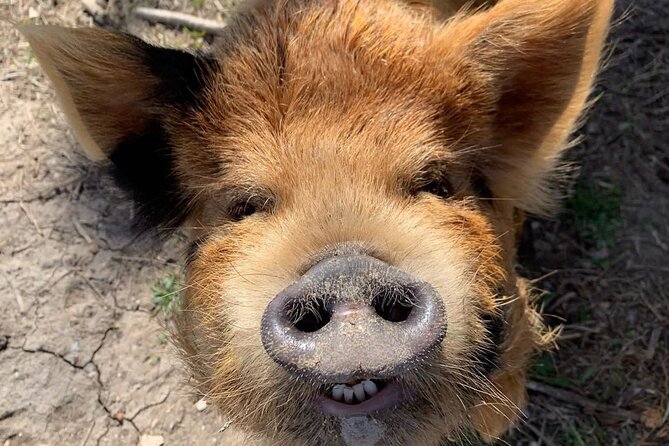 KuneKune Pig Farm Tour - Key points to know before you go