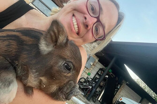 KuneKune Pig Farm Tour - A 45-minute walk through a working farm