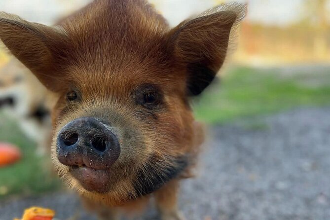 KuneKune Pig Farm Tour - Heat, weather, and practical planning