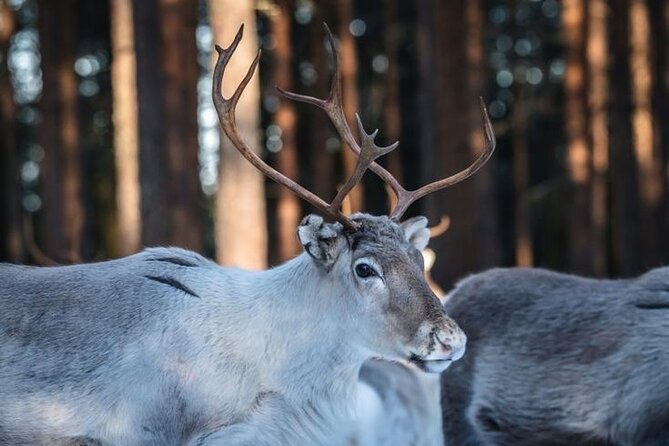 Kuoksa Reindeer Farm Visit with a Short Sleigh Ride - Meeting the reindeer at Kuoksa Farm