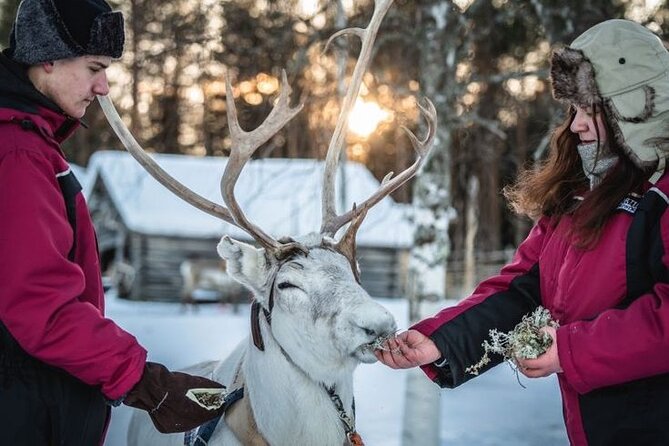 Kuoksa Reindeer Farm Visit with a Short Sleigh Ride - Price and value at $155.33