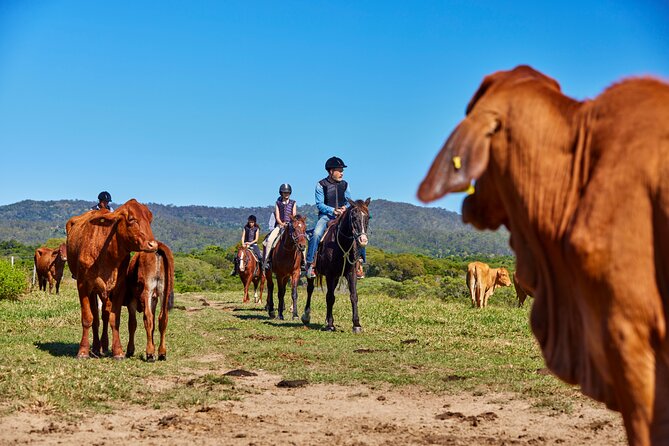 Kuranda 60 minute Horse Trail Ride and Petting Farm - Should you book the Kuranda horse ride?