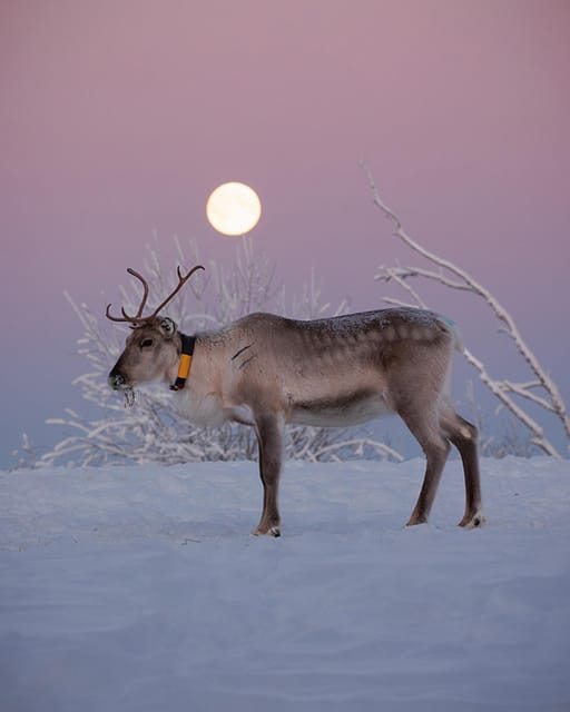 Kuusamo: Reindeer Farm Visit - Key points at Kujala Reindeer Farm